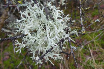 <i>Evernia prunastri</i>