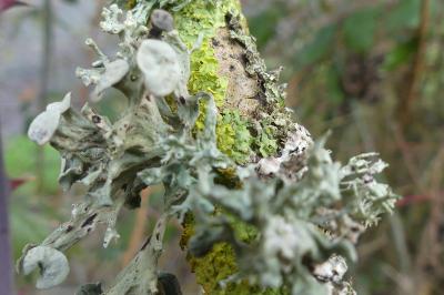 <i>Ramalina fastigiata</i>