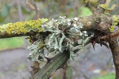 <i>Ramalina fastigiata</i>