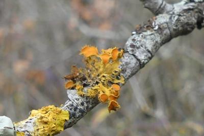 <i>Teloschistes chrysophthalmos</i>