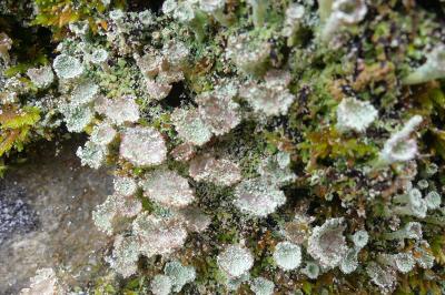 <i>Cladonia pyxidata</i>