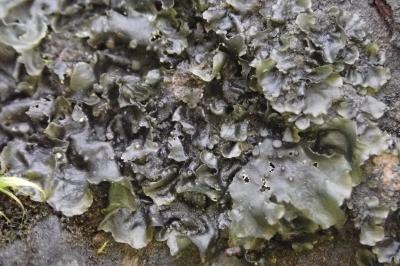 <i>Leptogium rivulare</i>