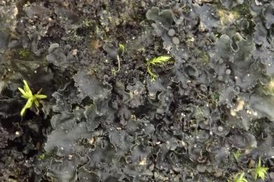 <i>Leptogium rivulare</i>