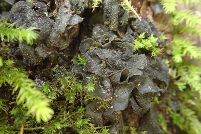 <i>Collema flaccidum</i>