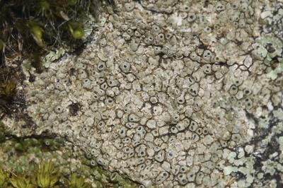 <i>Aspicilia contorta</i>