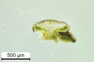 <i>Pyrenodesmia variabilis</i>