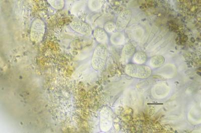<i>Pyrenodesmia variabilis</i>