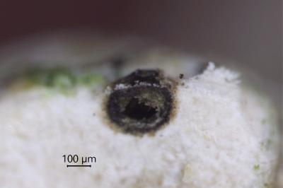 <i>Bagliettoa baldensis</i>