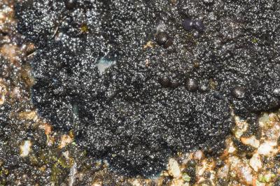 <i>Placynthium nigrum</i>
