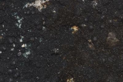 <i>Placynthium nigrum</i>
