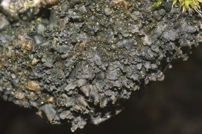 <i>Blennothallia crispa</i>
