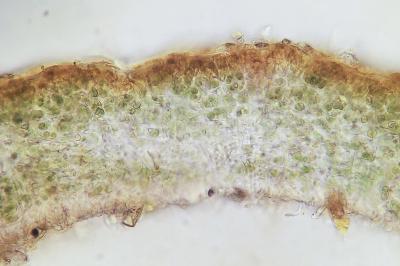 <i>Blennothallia crispa</i>