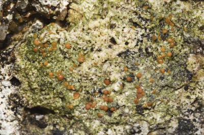 <i>Protoblastenia rupestris</i>