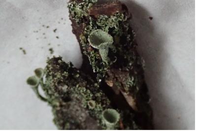 <i>Cladonia chlorophaea</i>