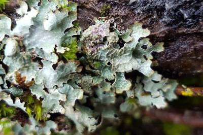 <i>Parmelia sulcata</i>
