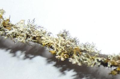 <i>Physcia adscendens</i>