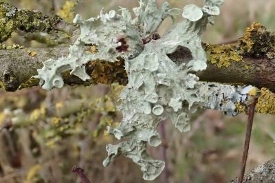 <i>Ramalina fraxinea</i>