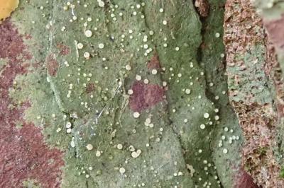 <i>Coenogonium pineti</i>