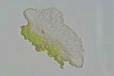 <i>Coenogonium pineti</i>