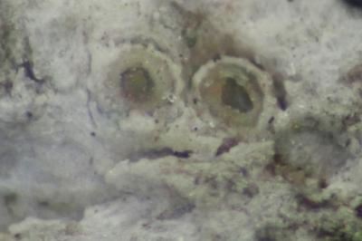 <i>Gyalecta liguriensis</i>