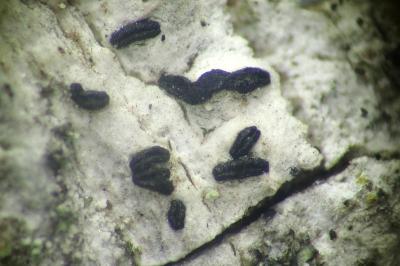 <i>Alyxoria varia</i>