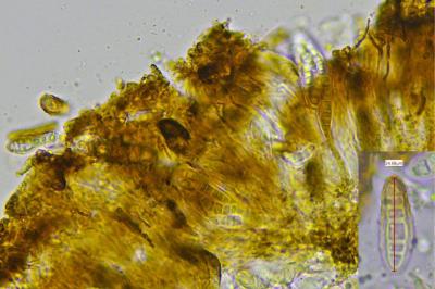 <i>Alyxoria varia</i>
