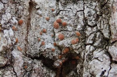 <i>Bacidia fraxinea</i>