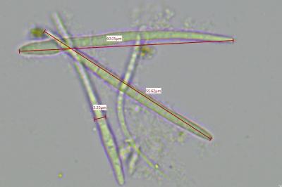 <i>Bacidia fraxinea</i>