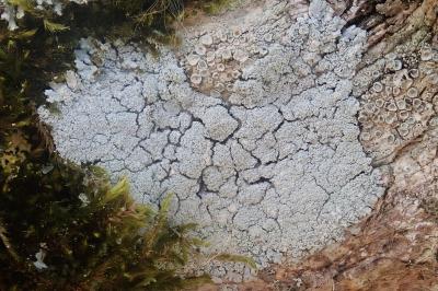 <i>Physcia clementei</i>