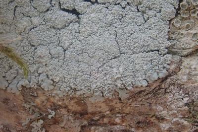 <i>Physcia clementei</i>