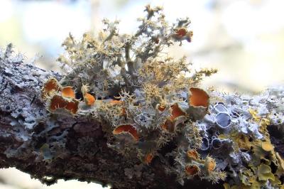 <i>Teloschistes chrysophthalmos</i>