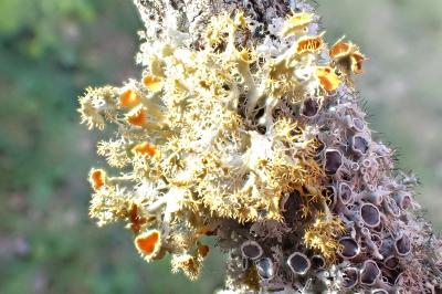 <i>Teloschistes chrysophthalmos</i>