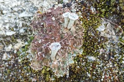 <i>Cladonia pocillum</i>
