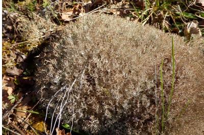 <i>Cladonia rangiformis</i>