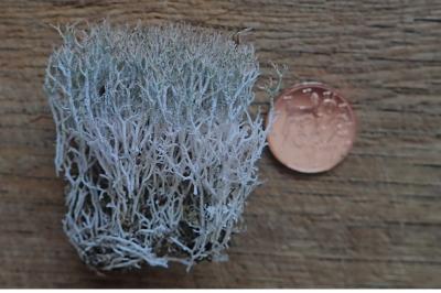 <i>Cladonia rangiformis</i>
