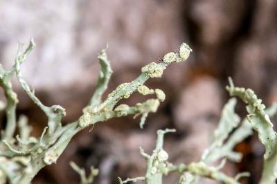 <i>Ramalina farinacea</i>
