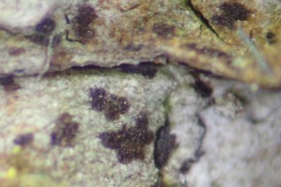 <i>Arthonia didyma</i>