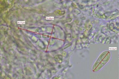 <i>Arthonia didyma</i>