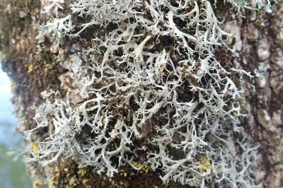 <i>Anaptychia ciliaris</i>