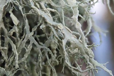 <i>Ramalina farinacea</i>