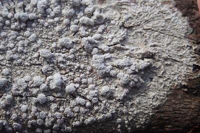 <i>Lepra albescens</i>