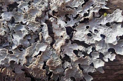 <i>Parmelia sulcata</i>