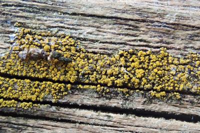 <i>Candelariella vitellina</i>