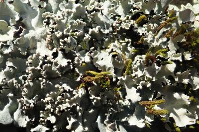 <i>Parmotrema perlatum</i>