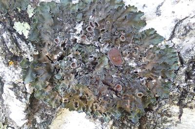 <i>Pleurosticta acetabulum</i>