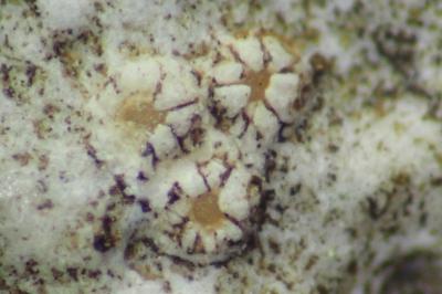 <i>Petractis clausa</i>