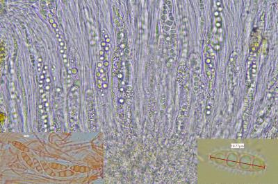 <i>Petractis clausa</i>