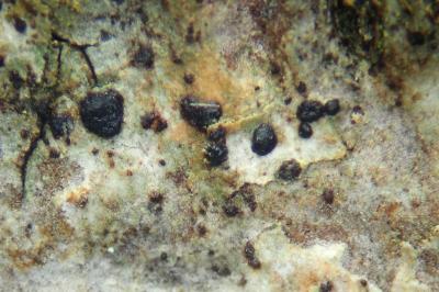 <i>Diarthonis spadicea</i>