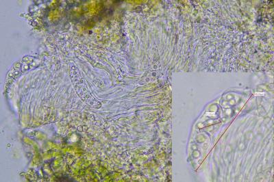 <i>Hymenelia epulotica</i>