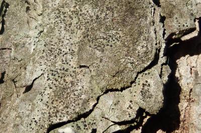 <i>Amandinea punctata</i>